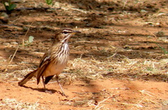 Cercotrichas leucophrys