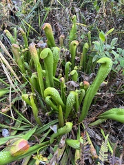 Sarracenia minor