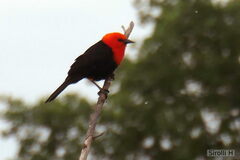 Amblyramphus holosericeus