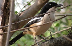 Laniarius ferrugineus