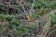 Telophorus sulfureopectus