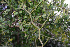 Cissus quadrangularis