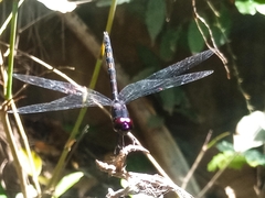 Trithemis dichroa