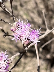 Vernonanthura squamulosa