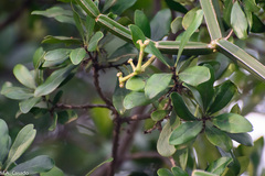 Cissus quadrangularis