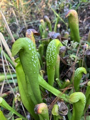 Sarracenia minor