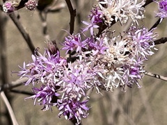 Vernonanthura squamulosa