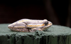 Hyperolius marmoratus taeniatus