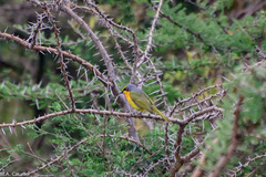 Telophorus sulfureopectus