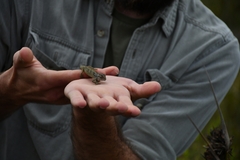 Bradypodion gutturale