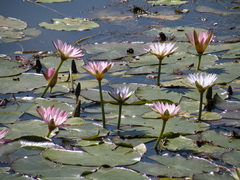 Nymphaea lotus