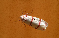 Cyana pretoriae