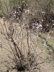 Vernonanthura squamulosa