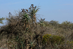 Aloe volkensii