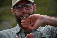 Bradypodion gutturale