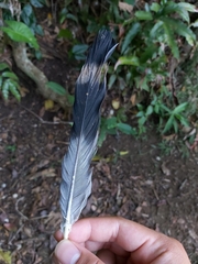 Lopholaimus antarcticus