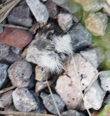 Dasymutilla pseudopappus