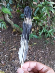 Lopholaimus antarcticus