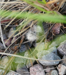 Dasymutilla pseudopappus