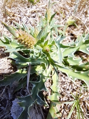 Eryngium coronatum