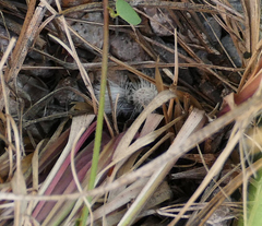 Dasymutilla pseudopappus