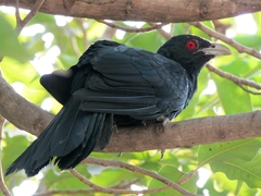 Eudynamys scolopaceus