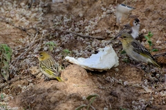 Ploceus