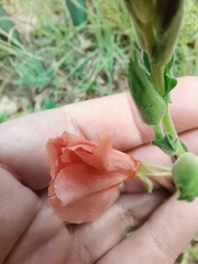 Oenothera stricta