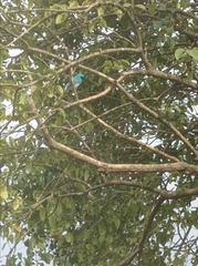 Tersina viridis