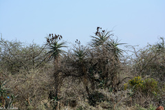 Aloe volkensii