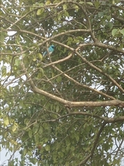 Tersina viridis