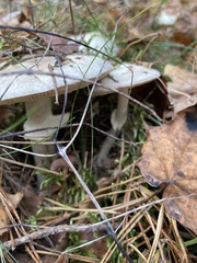 Amanita citrina