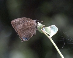 Arhopala centaurus