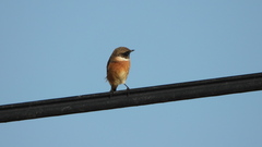 Saxicola rubicola