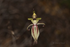 Caladenia roei