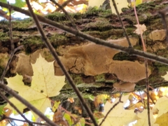 Fomitiporia punctata