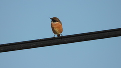 Saxicola rubicola