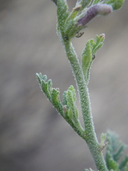 Jamesbrittenia pristisepala