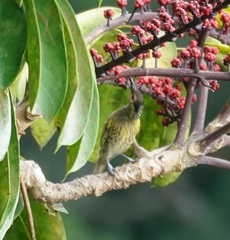 Xanthotis macleayanus