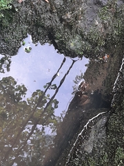 Fejervarya cancrivora