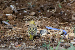 Ploceus