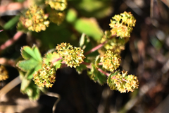 Alchemilla vulgaris