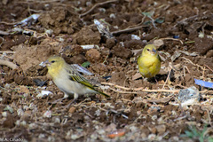 Ploceus
