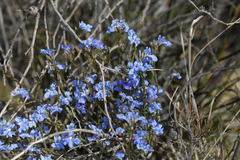Lechenaultia biloba