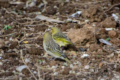 Ploceus