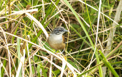 Pheugopedius genibarbis
