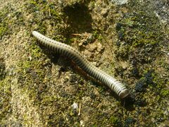 Ommatoiulus lusitanus