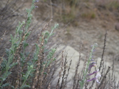 Jamesbrittenia pristisepala