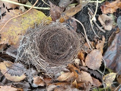 Turdus