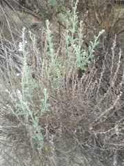 Jamesbrittenia pristisepala